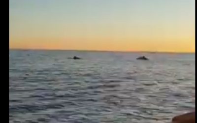 El equipo de remo del Club Náutico de Jávea se encuentra con unos delfines