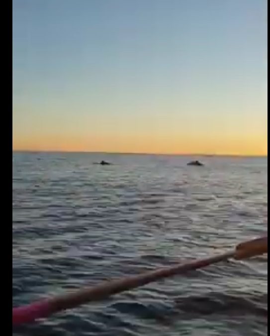 El equipo de remo del Club Náutico de Jávea se encuentra con unos delfines