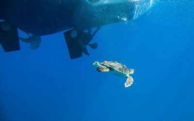 Liberamos tres tortugas bobas con la Fundación Oceanogràfic