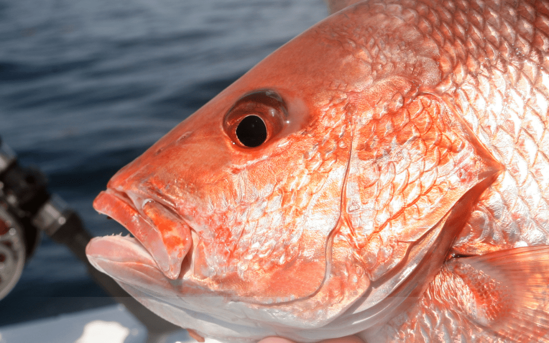 Inscripciones abiertas para nuestro Campeonato Local de Pesca al Xamber